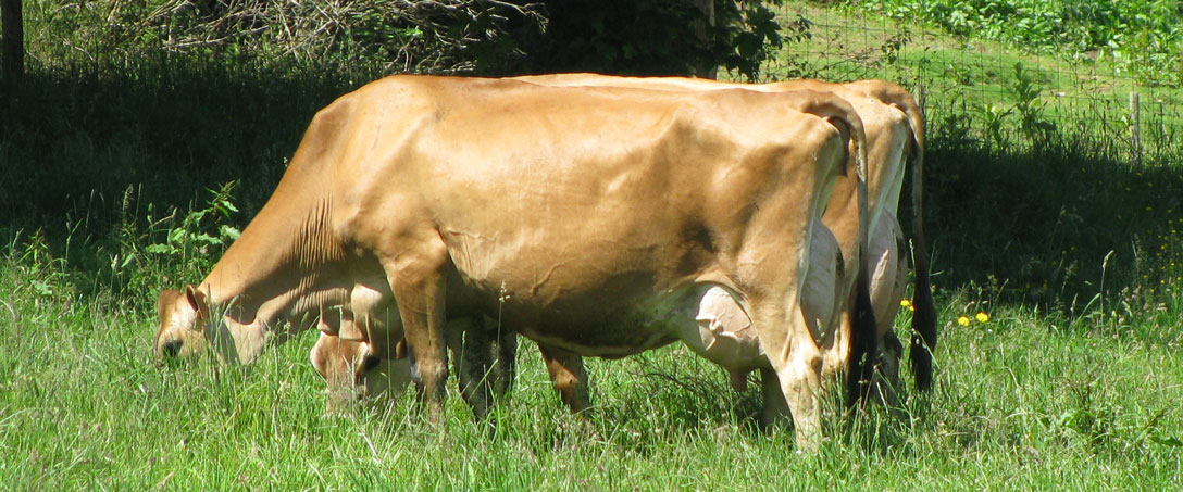 Jersey Cows Grazing