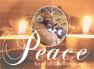 Peace Calf