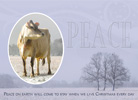 Peace Cow