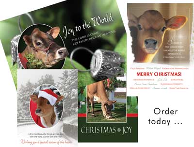 Jersey Christmas Cards
