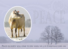 Peace Cow