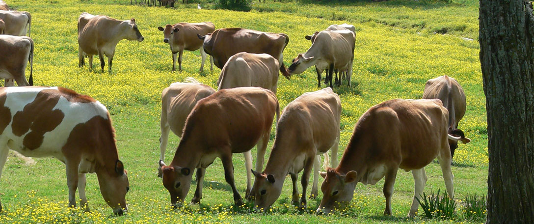 Jersey Heifers