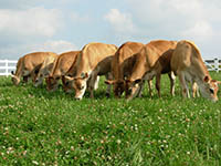 Grazing Cows