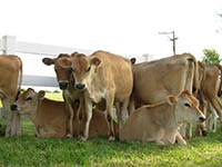 California Jersey Cows