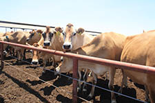 California Jersey Cows