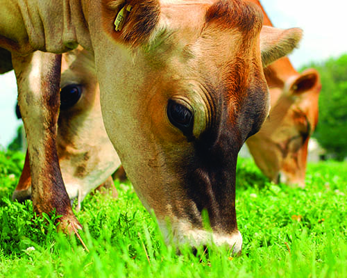 Jersey Cow Grazing