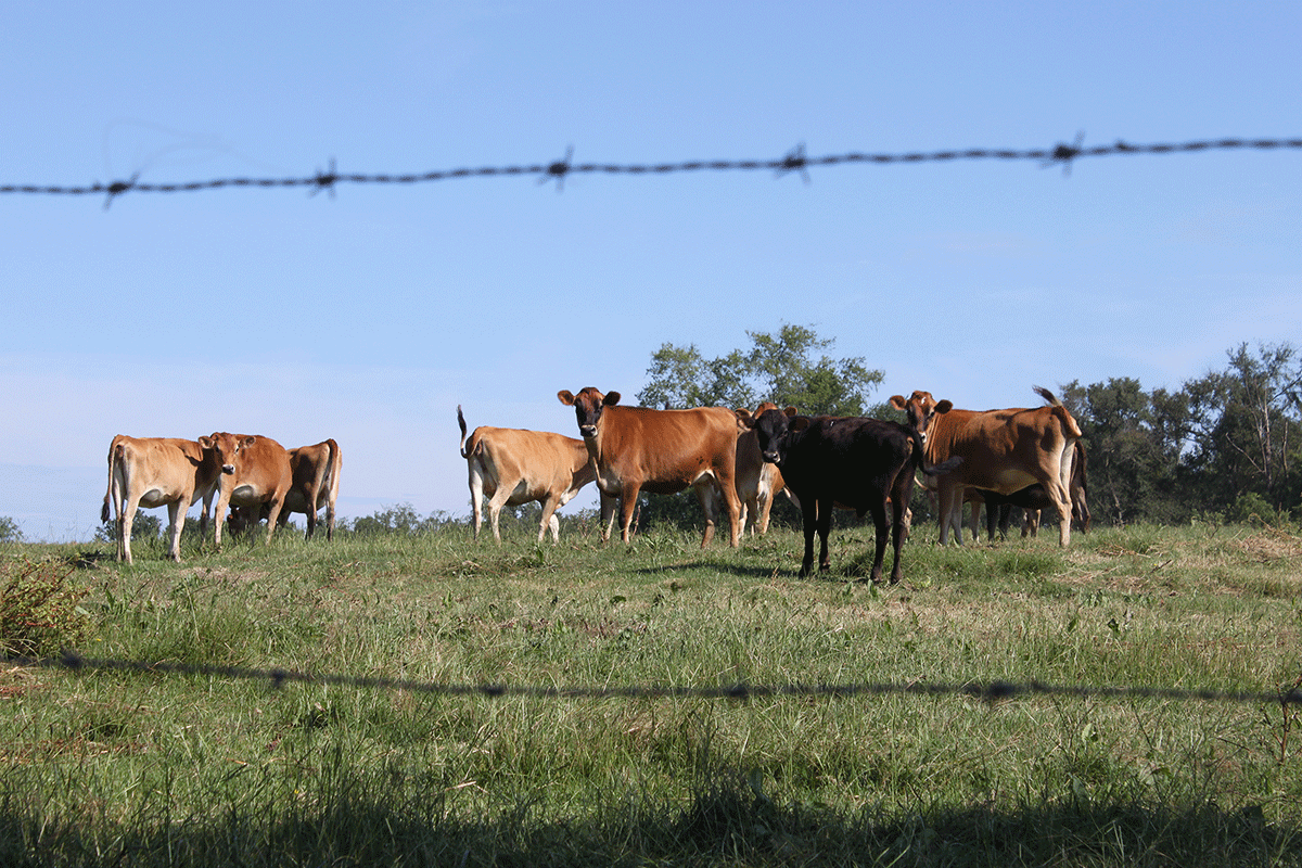 California Jersey Cows